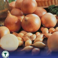 8718641999295 1 Onion Centurion.jpg